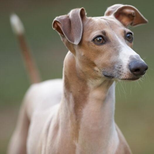 Italian Greyhound Dog Breed Information Purina